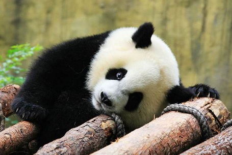 关于国宝大熊猫的可爱网名 补眠的熊猫眼