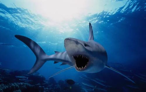 关于鲨鱼的个性网名 和鲨鱼相关的昵称