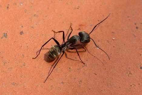 蚂蚁网名大全120个 好听的蚂蚁网名