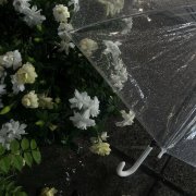 一些关于栀子的网名id 超级美